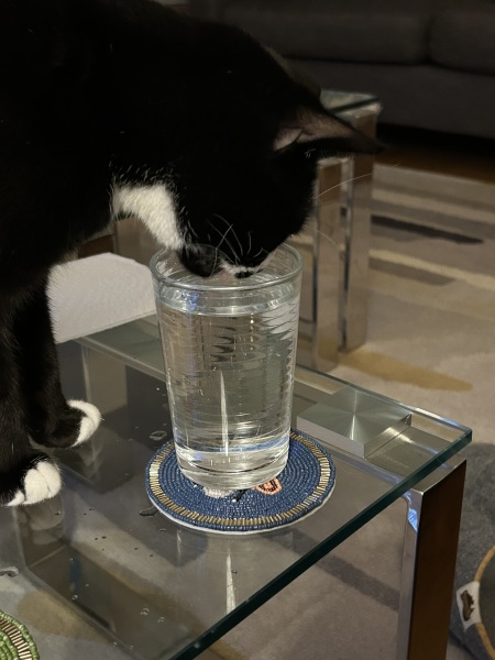 Thread 42 Starmer : Du drikker en kop te, og så tænker du lidt over alting