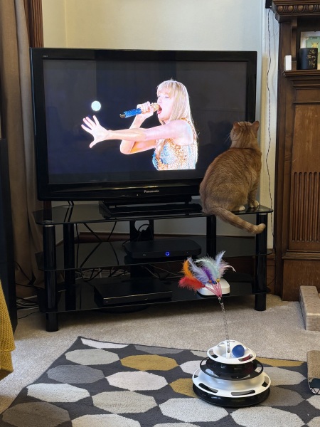 Why is my cat such a dick?