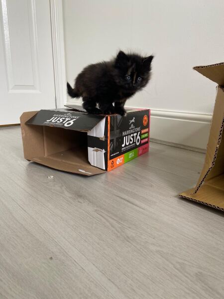 Kitten cuteness