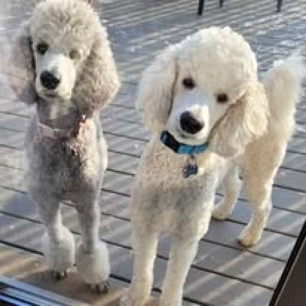 Particolour poodles