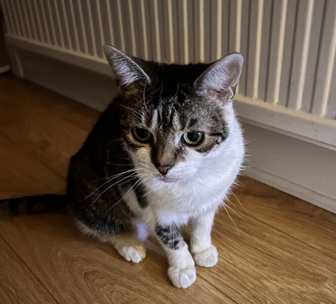 Cat has decided to sleep on my bed - READ OP'S UPDATE BEFORE RESPONDING *Edited by MNHQ*