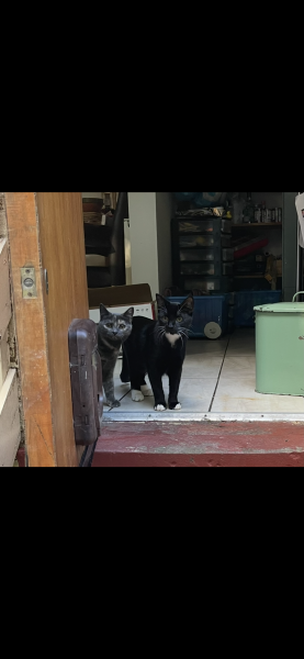 5 month kittens desperate to be out