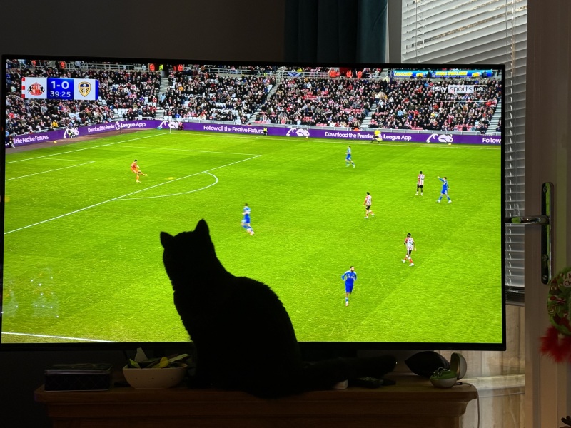 My cat watches TV!