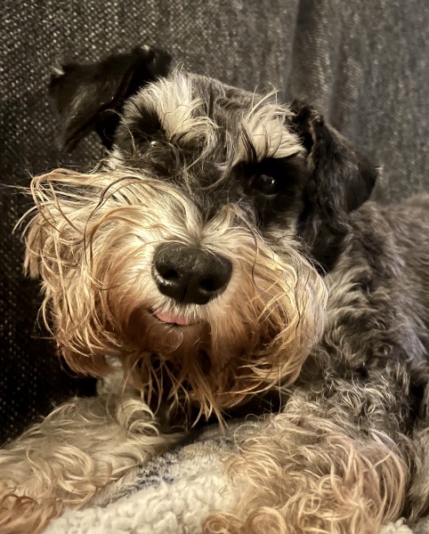 Thread 41 Starmer :  "Alban Arthan"  the returning of the light