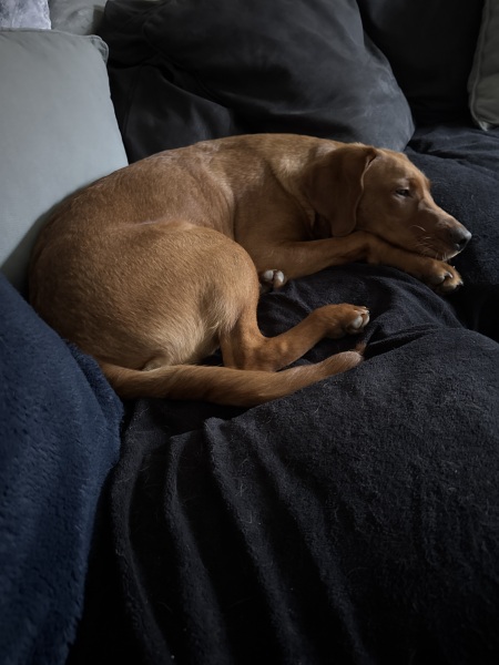 6 month old puppy suddenly very calm.