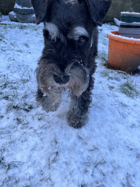 Thread 40 Starmer: Prettig Kerstfeest, Nollaig Shona, Hyvää Joulua, Nadolig Llawen ,圣诞快乐, God Jul, Feliz Navidad, Bouan Noué, Nollaig Chridheil.