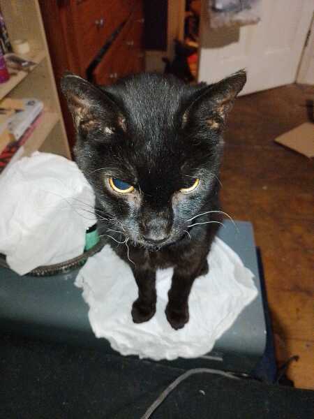 The Excellent Cats welcome the new year by planning an expedition in search of 'She who must not be named'