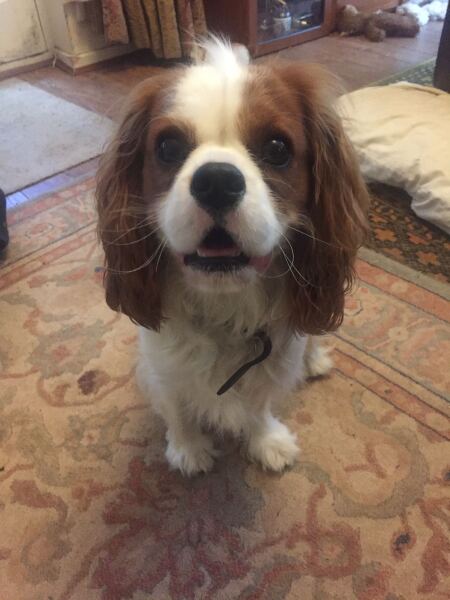 Interesting to watch different dog breeds…