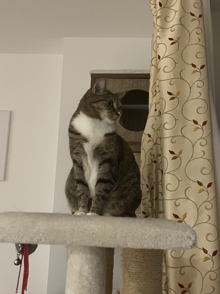 The Excellent Cats welcome the new year by planning an expedition in search of 'She who must not be named'