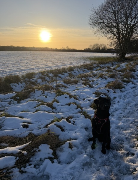 Puppy Survival Thread Autumn 2025 - all welcome!