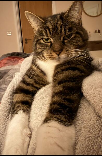 What on earth can I feed this damn cat?