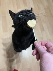 Are your cats training for any careers?