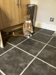 Are your cats training for any careers?