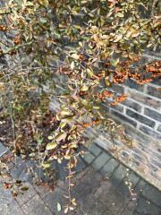 What is wrong with my pyracantha?