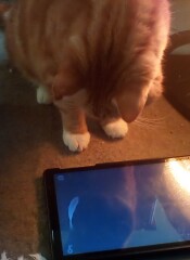 My cat watches TV!