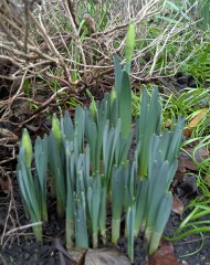 The Nigel Slater Christmas Chronicles Readalong 2025/6 Part 4