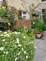 The 2026 Gardening Programme Thread