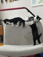 Who wants to wait whilst my kittens are born!