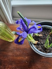 Spring has sprung. Bulb watch