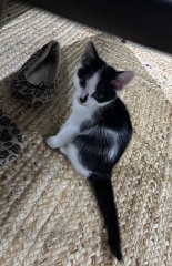 Who wants to wait whilst my kittens are born!