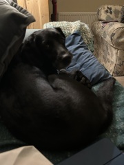 Springador advice please