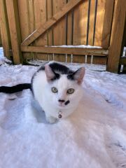 The Nigel Slater Christmas Chronicles Readalong 2025 - Part 3