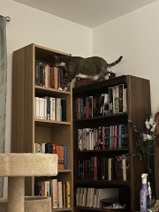 The Excellent Cats welcome the new year by planning an expedition in search of 'She who must not be named'
