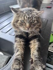 Fussiest cat IN THE WORLD.