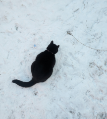 The Excellent Cats welcome the new year by planning an expedition in search of 'She who must not be named'