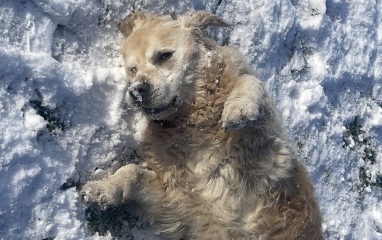 Old dog… back legs going 🤦‍♀️