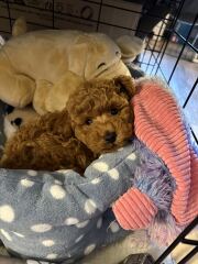 Crate training- is it worth it?