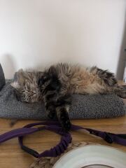Fussiest cat IN THE WORLD.