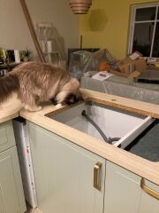 Are your cats training for any careers?