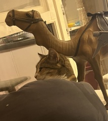 Are your cats training for any careers?