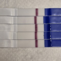 11 dpo