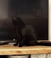 Are your cats training for any careers?