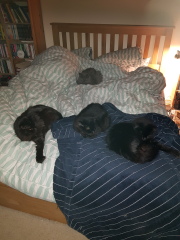 Where does you cat sleep at night?