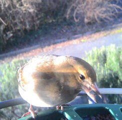 What bird is this?