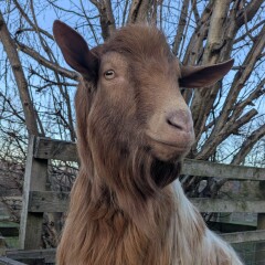 The Nigel Slater Christmas Chronicles Readalong 2025 - Part 3