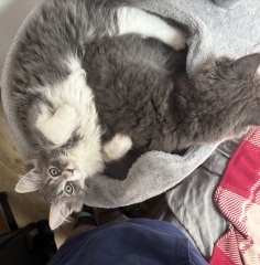 Kitten cuteness