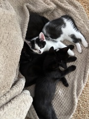 Who wants to wait whilst my kittens are born!