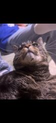 15 year old cat with black lumps under chin