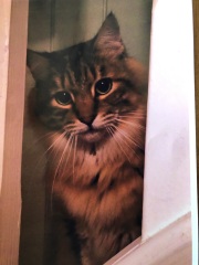 Are your cats training for any careers?