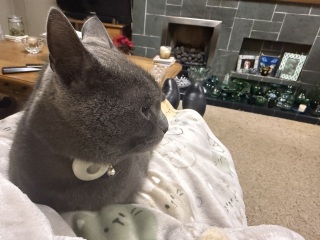 The Excellent Cats welcome the new year by planning an expedition in search of 'She who must not be named'