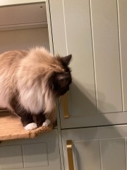 Are your cats training for any careers?