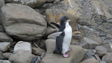 DH’s penguin obsession
