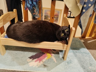 Where does you cat sleep at night?