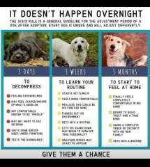 Adopted dog and holiday