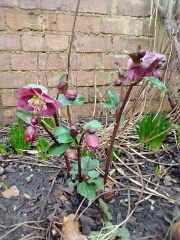 What are you up to today if you have a chronic illness? Thread 5