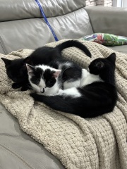 Who wants to wait whilst my kittens are born!